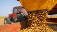 Industry remains positive despite 3.5m-tonne potato harvest loss forecast