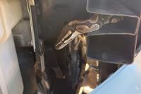 'Sssomething' bizarre was trapped inside a car in this NJ town