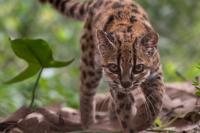 New cat species spotted in Bolivia