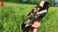Scientists tracked a 32-gram songbird with satellite tags; it made unexpected 17-km trips before migration