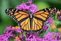 On The Wild Side: Tracking Monarch butterflies on their journey from Rosetta McClain Gardens to Mexico