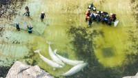 Marineland beluga from Niagara Falls, Ont., dies at Spain aquarium, 3rd death after rescue transfer