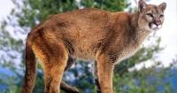 Video shows mountain lion in San Francisco's Outer Sunset District bolting away before capture