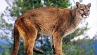 Video shows mountain lion in San Francisco’s Outer Sunset District bolting away before being captured