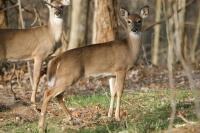 Iowa Youth Deer Season Begins Saturday