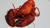 Hundreds of Maine lobsters headed to Trenton for annual event