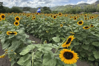 Honduras Farm Planted Sunflowers for Cows and Harvested 70,000 Annual Visitors Instead