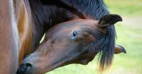 Screwworm reappears in New Mexico as cattle trade resumes