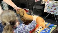 What’s on in Auckland this weekend: 50 years of Porsche, Pet Expo and more