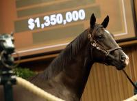 Saturday’s Racing Insights: Pricey Not This Time Colt Makes First Start At Churchill Downs