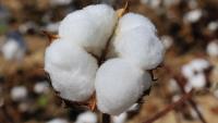 Turkmen public employees pay monthly fees to avoid cotton harvest