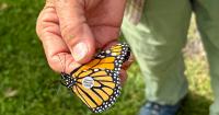 Solar-powered tags lighter than a grain of rice track Oregon monarch butterflies