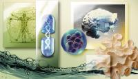 Four new life sciences departments showcase USC Dornsife’s strengths in biology