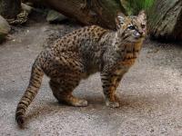 Scientists Discover a New Wild Cat Species in the Forests of Bolivia