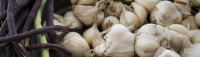 Growing Garlic in Florida