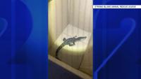 Crews rescue alligator dumped at Holtsville Ecology Center