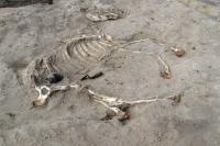 New Discoveries at Ancient Egyptian Fort Include Ceremonial Burial of a Horse