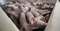African Swine Fever Spreads Across Laos, Leaves Thousands of Pigs Dead or Culled