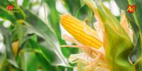 Corn is offering a surprising solution