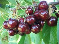 Canada settles dispute over cherry patent with Monson Fruit