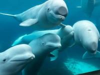 Jelly Bean, another transported Marineland beluga whale, has died