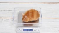 Artelo’s ex-AstraZeneca cannabinoid agonist holds its own against GLP-1 drug semaglutide in obese mice