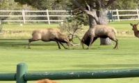 Peak Rut Season: Two Big Bull Elk Square Off In Intense Battle In Estes Park, Colorado