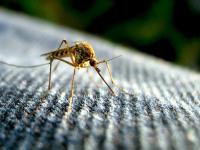 Maryland to spray for mosquitoes in select communities this weekend