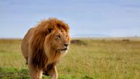 Scientists uncovered how lion friendships transform over a lifetime