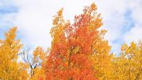 When will fall foliage peak in Wisconsin? Interactive map tracks your county.