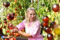 A Teacher from Karma Collected a Collection of 3000 Rare Tomato Varieties