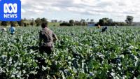 Farmers warn of food security impact from visa changes