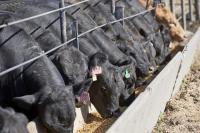 U.S. cattle placements fall to lowest August level on record