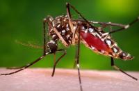 Florida confirms a death from dengue as the state struggles with one of its worst recent outbreaks