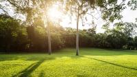 Want a dark green lawn fast? This simple fix works wonders