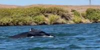 A humpback whale was spotted in a California river, 60 miles from its Pacific Ocean home