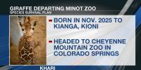 Khari the giraffe departing Minot for Colorado zoo