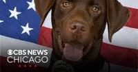 Salt Lake City K-9 released from hospital after surviving fall from freeway overpass