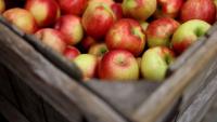 The ultimate Massachusetts apple picking guide for fall 2026