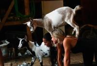 Rain or Shine, Goat Yoga Brings Joy to Nittany Meadow Farm
