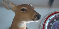 South Carolina hunters get extra doe tag, creating new opportunity to donate venison