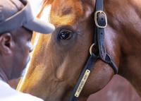 Further Ado in Familiar Role in Pennsylvania Derby
