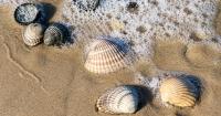 Think That Seashell Is Just Beach Debris? Scientists Say It Could Be Part of a Bigger Ecosystem