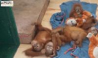 Foreign Link, Eight-State Hunt: Odisha Minister Says Orangutan Syndicate Will Take Time to Uproot