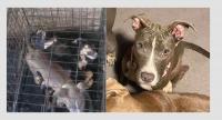 Social media post leads to Hessmer Animal Cruelty Case