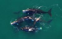A census of southern right whales in Península Valdés recorded 35% less than in 2025: the scientists’ explanation