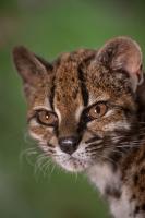 Cat's out of the bag. Meet the newly discovered cat species