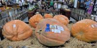 Kansas State Fair enters final weekend with animal competitions, demonstrations, and approaching cold front