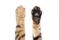 Meet the New Cat Species Discovered by Scientists for the First Time in 100 Years