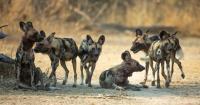 The 4,126-kilometre journey of three African wild dogs